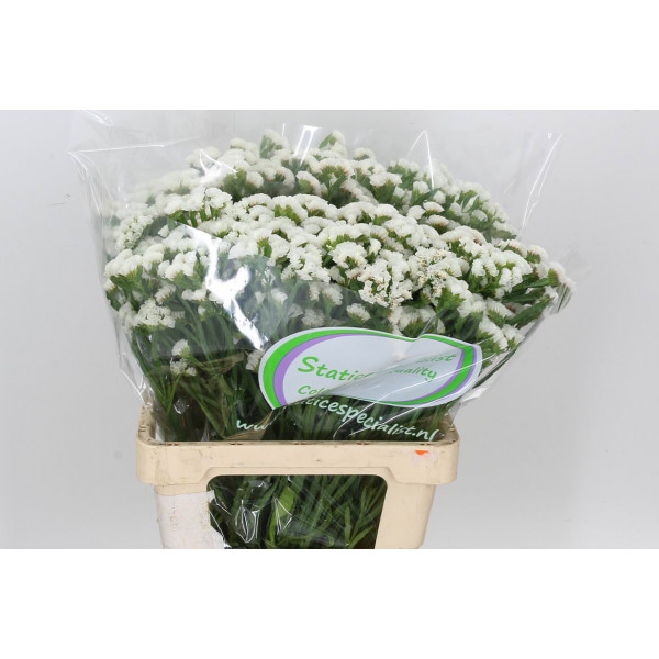 Limonium S Wh Starl Wings 65 A1White