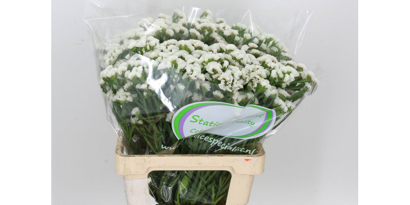 Limonium S Wh Starl Wings 65 A1White