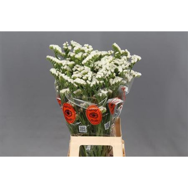 Limonium S Wh Starl Wings 75 A1White