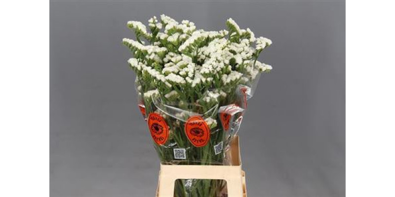 Limonium S Wh Starl Wings 75 A1White