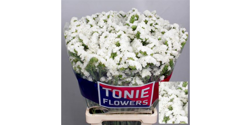 Limonium S Wh Starl Wings 80cm A1