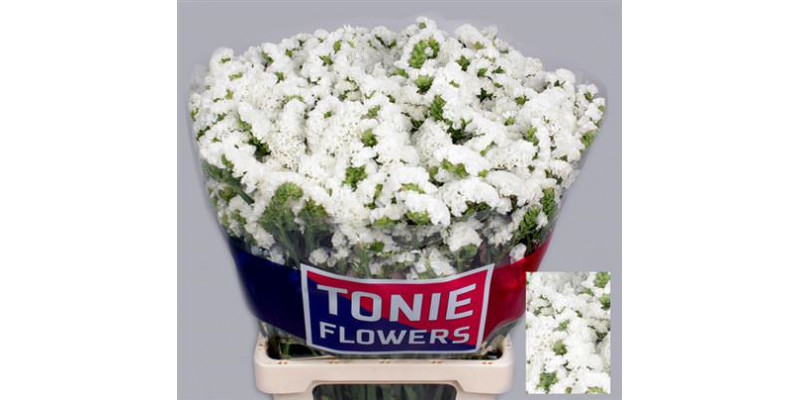 Limonium S Wh Starl Wings 70cm A1