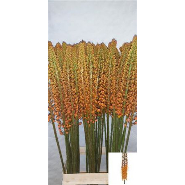 Eremurus Flash Dance 95cm A1