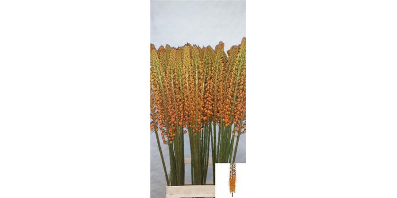 Eremurus Flash Dance 95cm A1