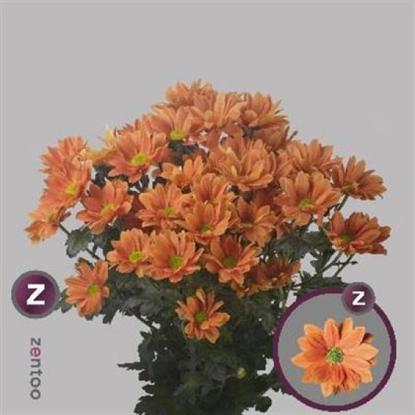 Chrysanthemums T Grand Orange 70cm A1 Col-Orange