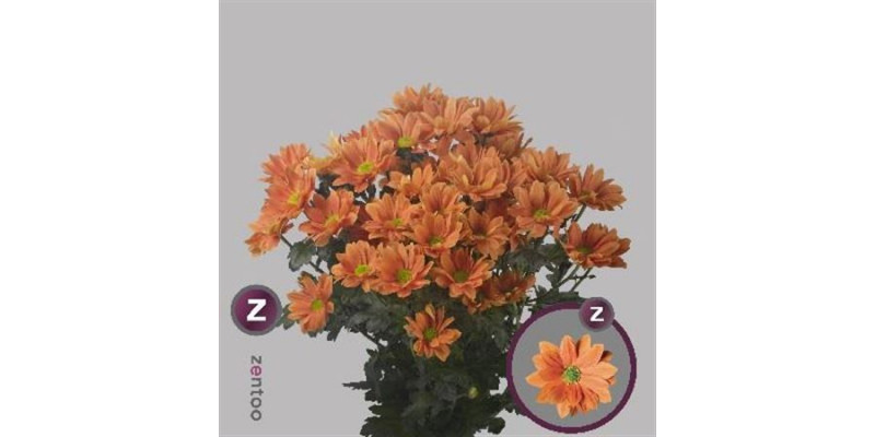 Chrysanthemums T Grand Orange 70cm A1 Col-Orange