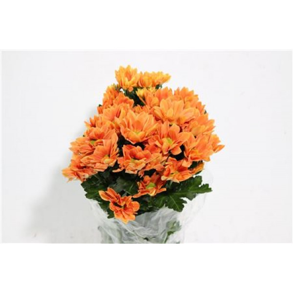 Chrysanthemums T Grand Orange 70cm A1 Col-Orange