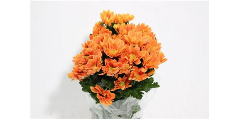 Chrysanthemums T Grand Orange 70cm A1 Col-Orange