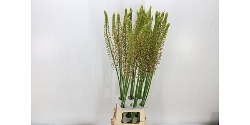 Eremurus Romance 110cm A1 Col-Peach