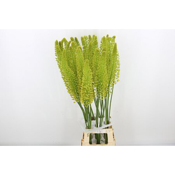 Eremurus Lucia-ro 100cm A1