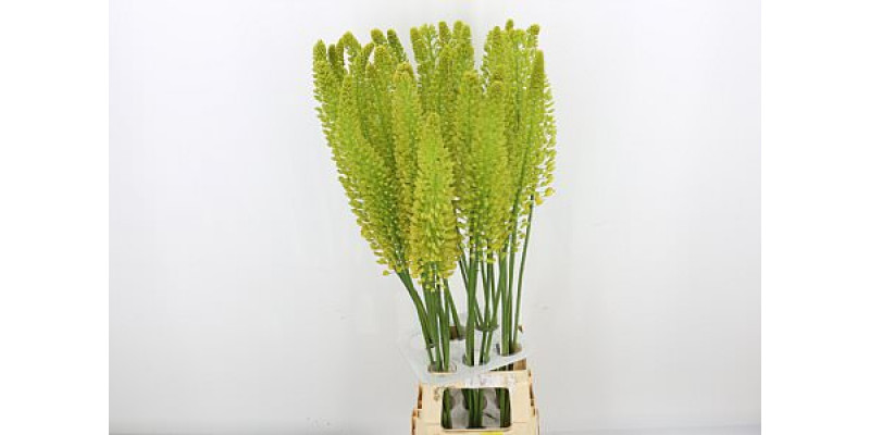 Eremurus Lucia-ro 100cm A1