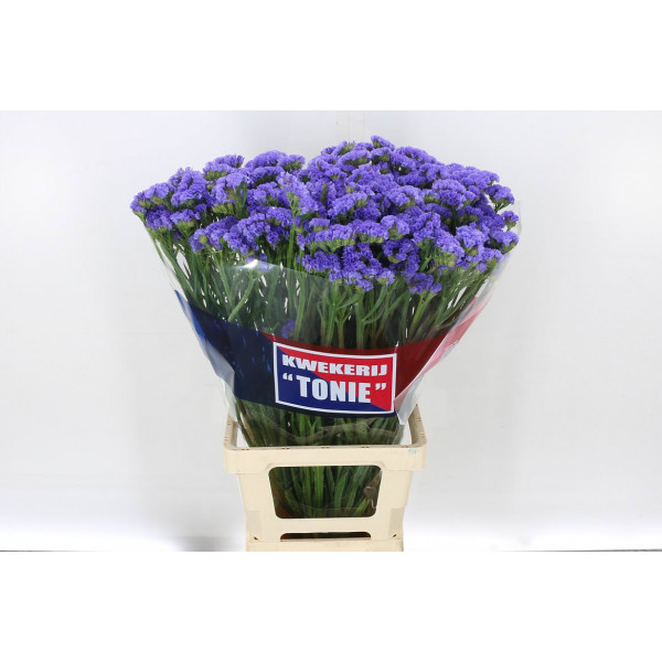 Limonium S New Happy Wing 80 A1Silver