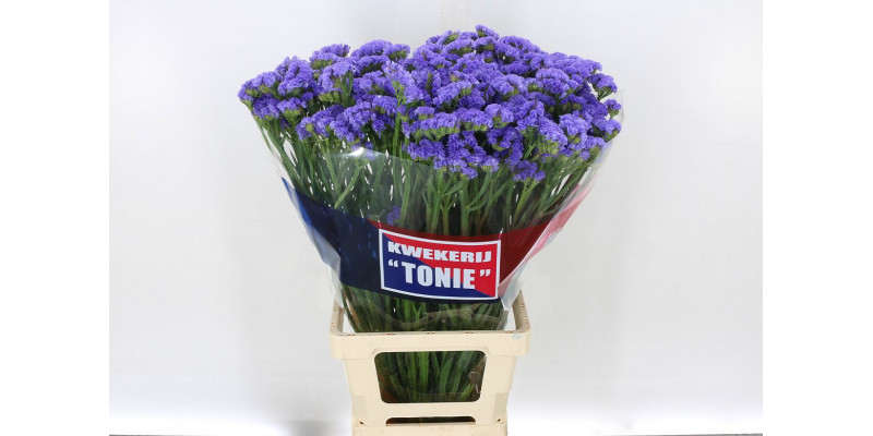 Limonium S New Happy Wing 80 A1Silver