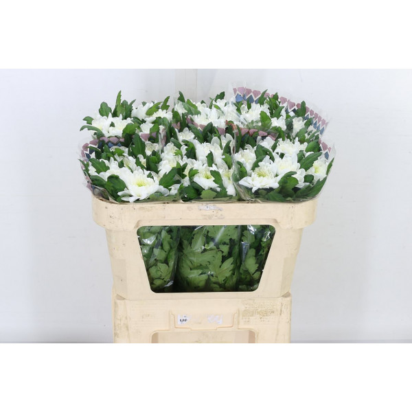 Chrysanthemums G Zembla 70cm A1 Col-White