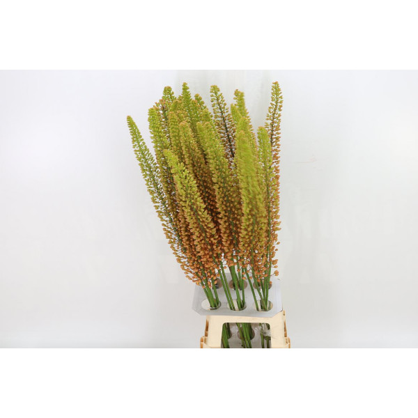 Eremurus Emmy Ro 100cm 100 cm A1