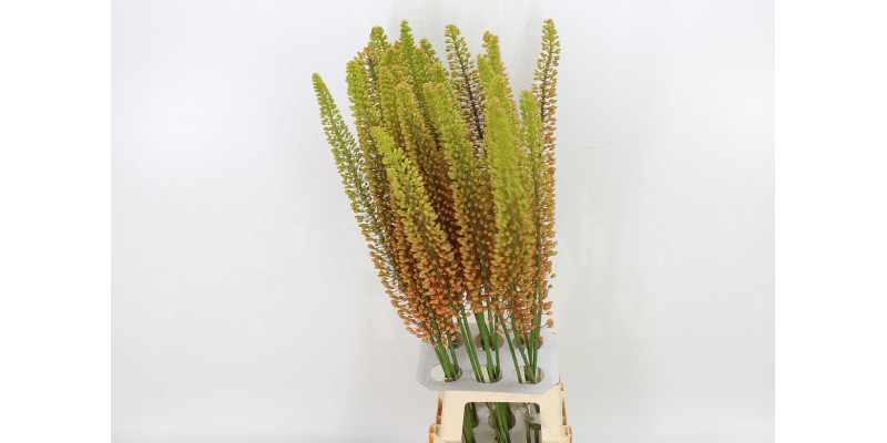 Eremurus Emmy Ro 100cm 100 cm A1