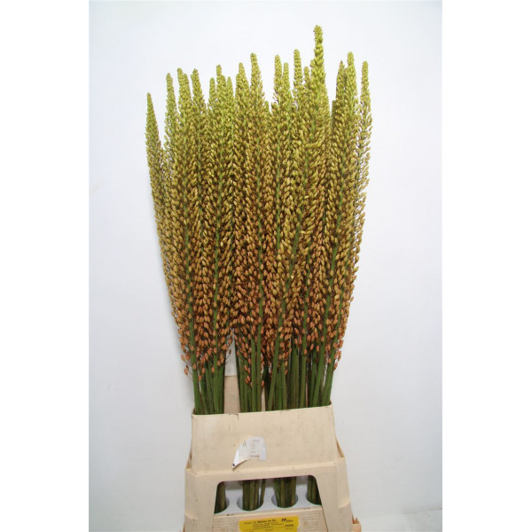 Eremurus Rumba 125cm A1 Col-Orange