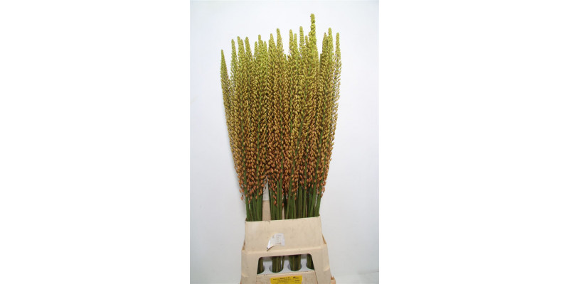 Eremurus Rumba 125cm A1 Col-Orange