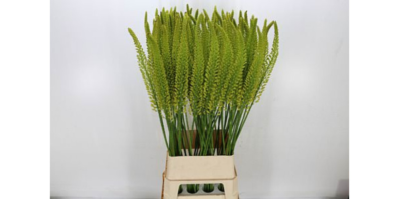 Eremurus Tap Dance 130cm A1