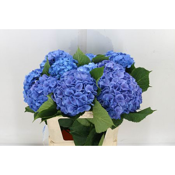 Hydrangea M Bodensee Bl 45cm A1