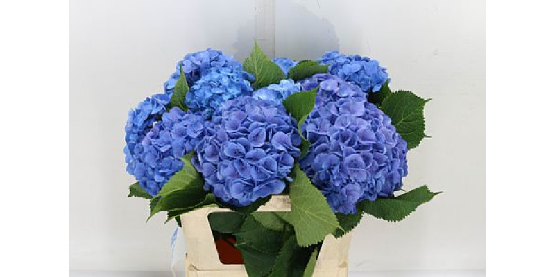 Hydrangea M Bodensee Bl 45cm A1