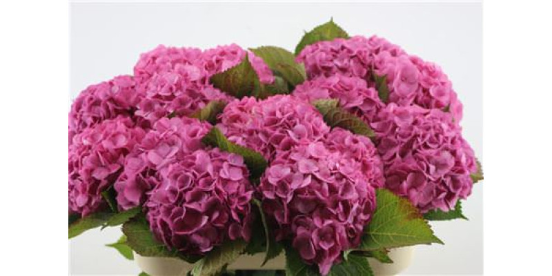 Hydrangea M Bodensee Pink 70-20 70 cm A1