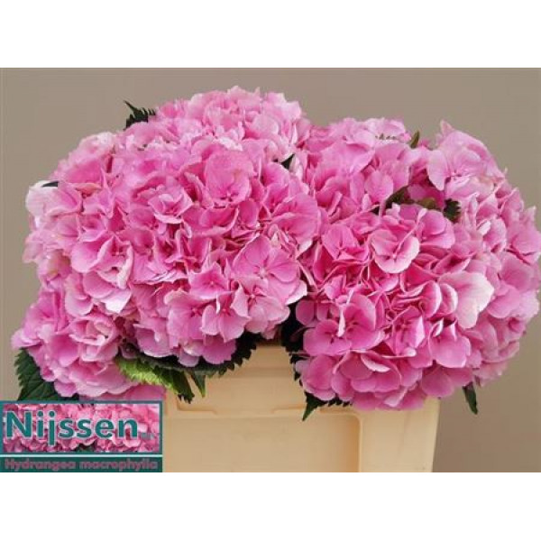 Hydrangea M Elbtal Roze 60cmcm A1