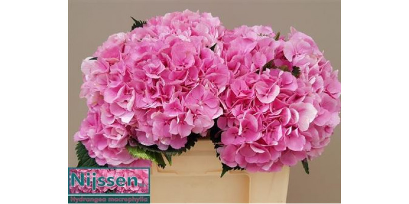 Hydrangea M Elbtal Roze 60cmcm A1