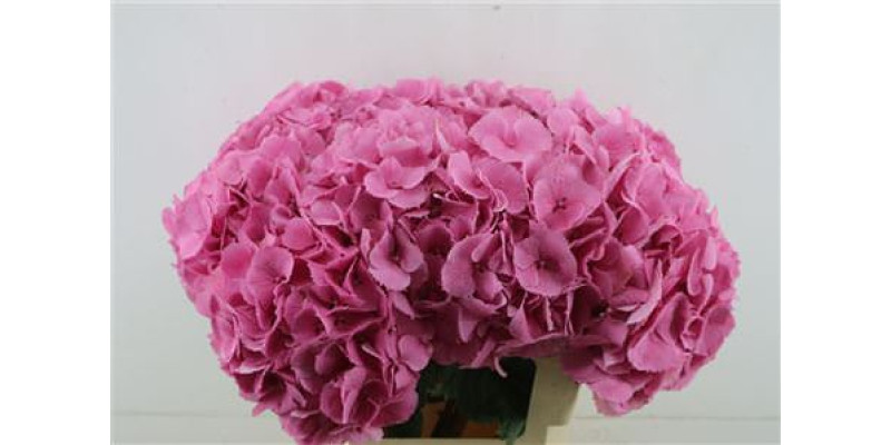 Hydrangea M Elbtal Pink 60-20 60 cm  A1