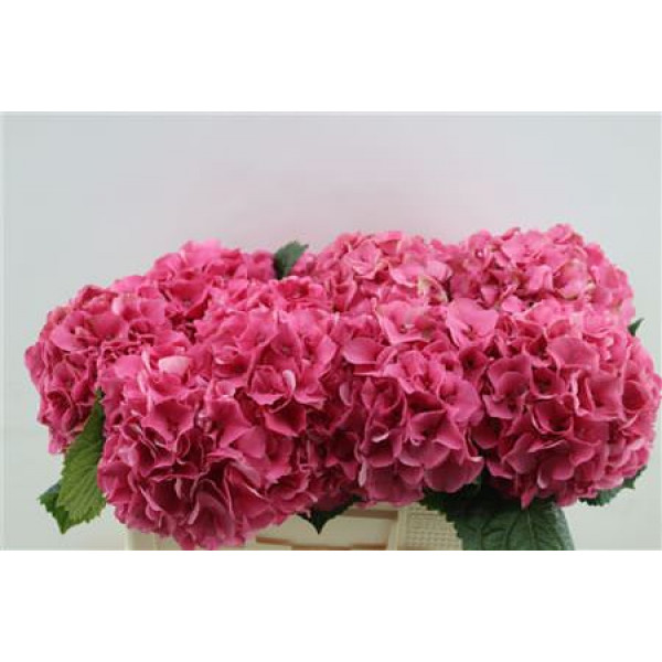 Hydrangea M Sibilla Red 50cm 10cm A1