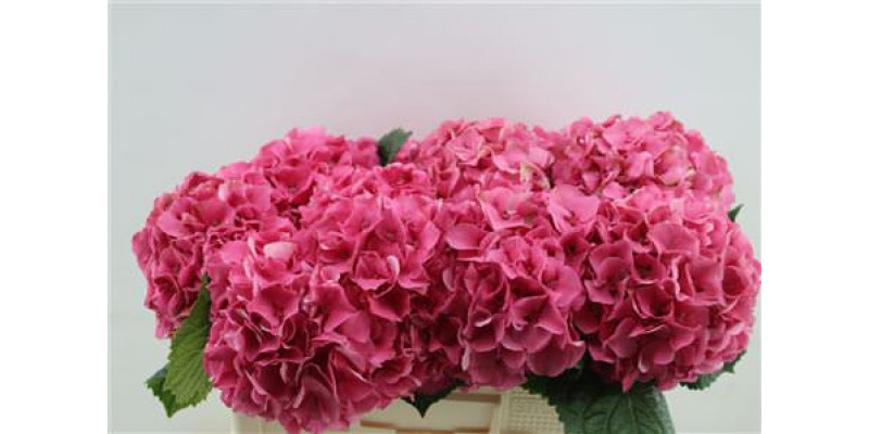 Hydrangea M Sibilla Red 50cm 10cm A1