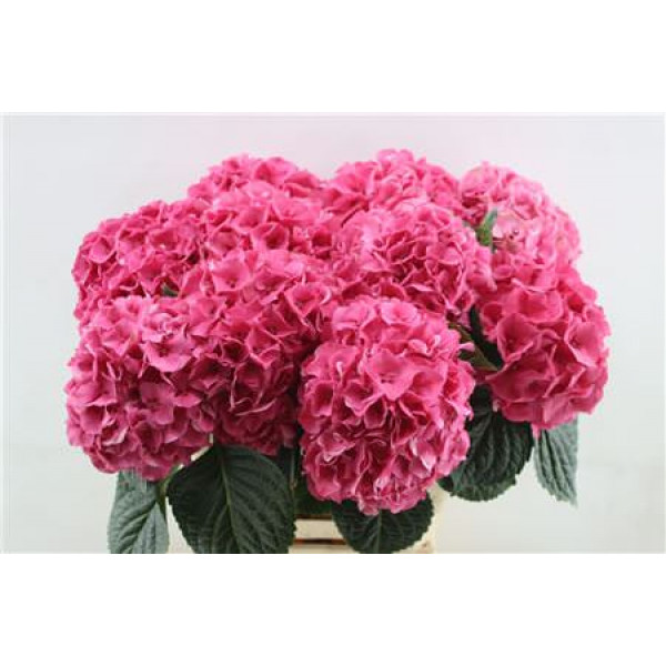 Hydrangea M Sibilla Red 60cm 60cm A1