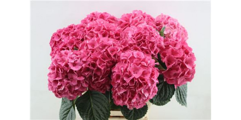 Hydrangea M Sibilla Red 60cm 60cm A1