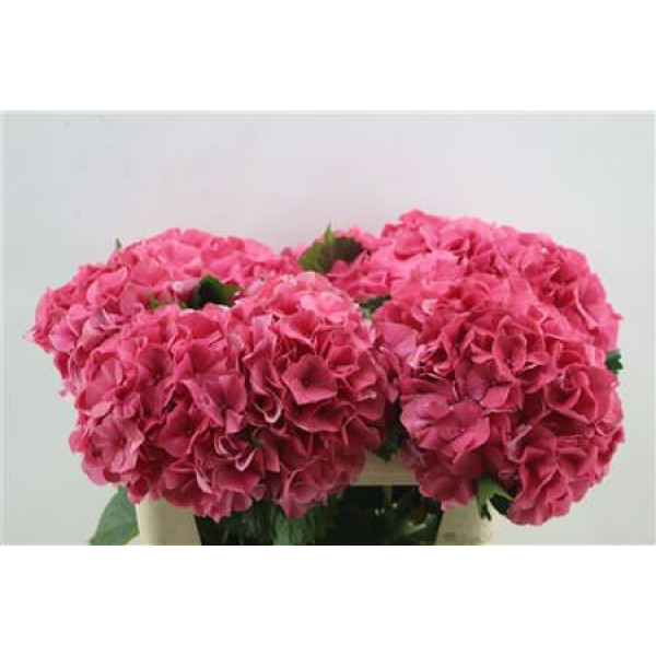 Hydrangea M Sibilla Red 75cm 75cm A1