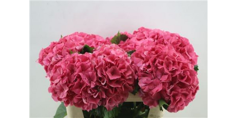 Hydrangea M Sibilla Red 75cm 75cm A1