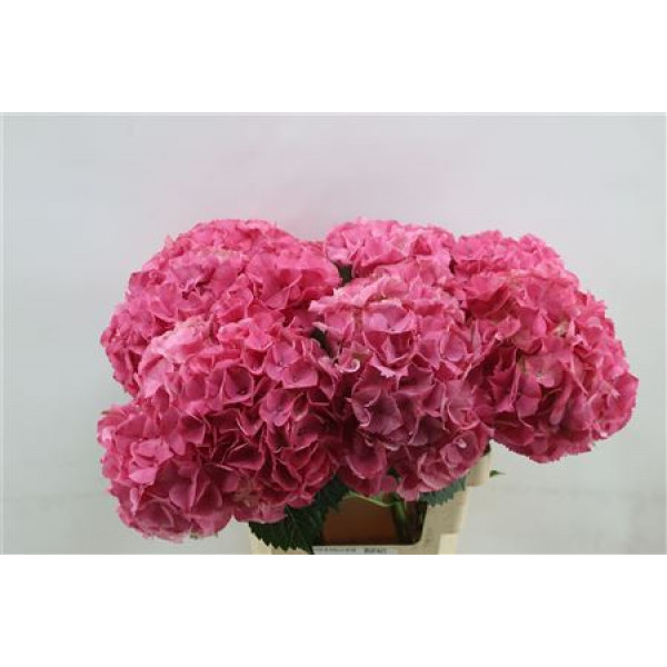 Hydrangea M Sibilla Rd  60cm A1