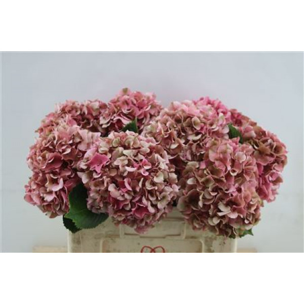 Hydrangea M Sibilla Classic 50cm 50cm A1