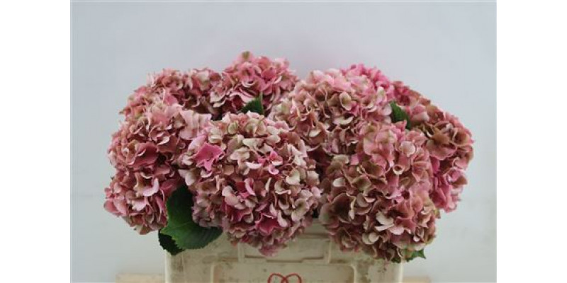 Hydrangea M Sibilla Classic 50cm 50cm A1