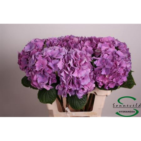 Hydrangea M Sibilla Paars 60 60cm A1