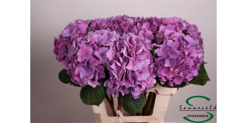 Hydrangea M Sibilla Paars 60 60cm A1