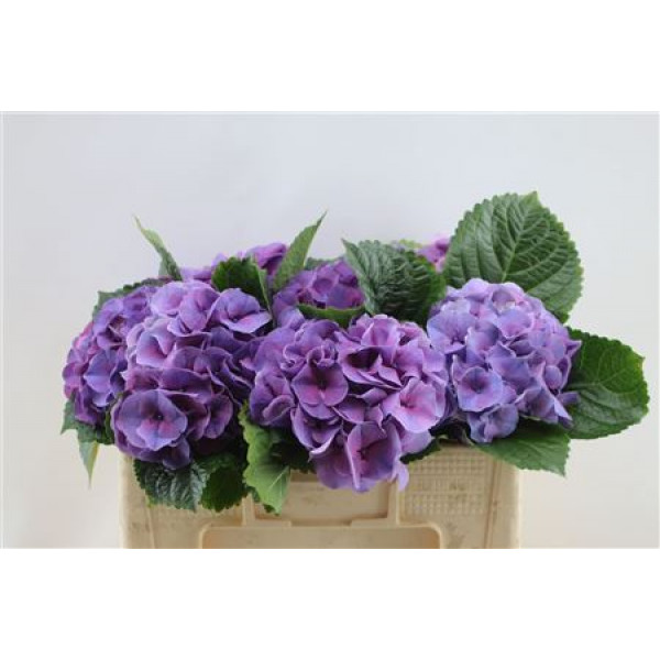 Hydrangea M Sibilla Pu 40cm A1