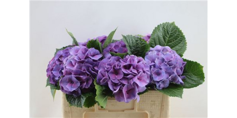 Hydrangea M Sibilla Pu 40cm A1