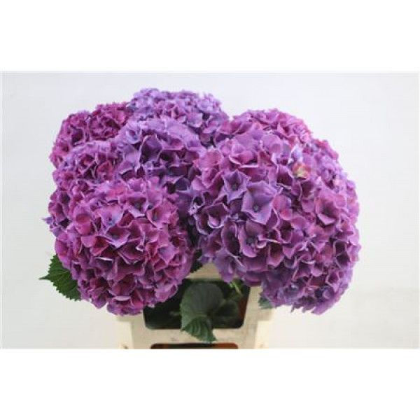 Hydrangea M Sibilla Purple 60cm 60cm A1