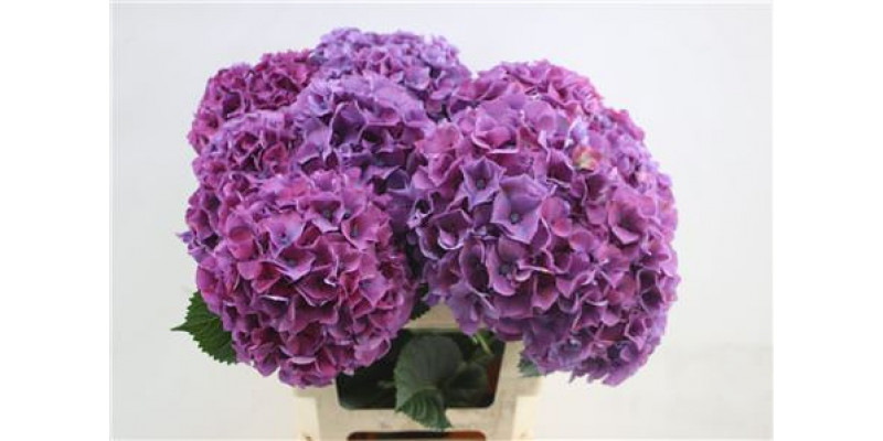 Hydrangea M Sibilla Purple 60cm 60cm A1