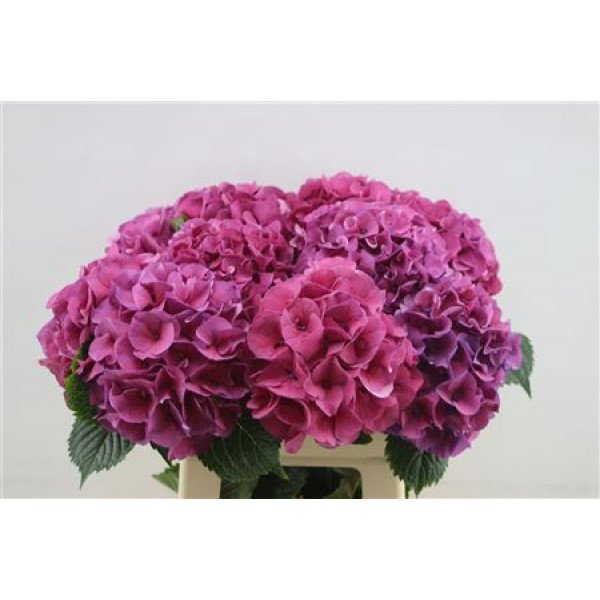 Hydrangea M Sibilla Lila 60cm 60cm A1