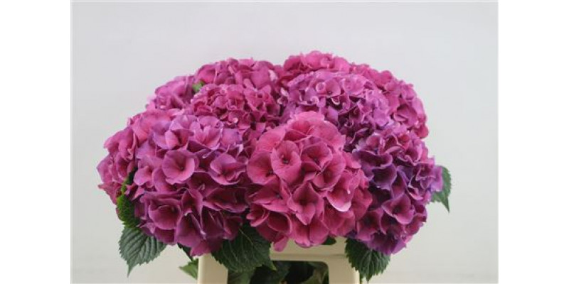 Hydrangea M Sibilla Lila 60cm 60cm A1