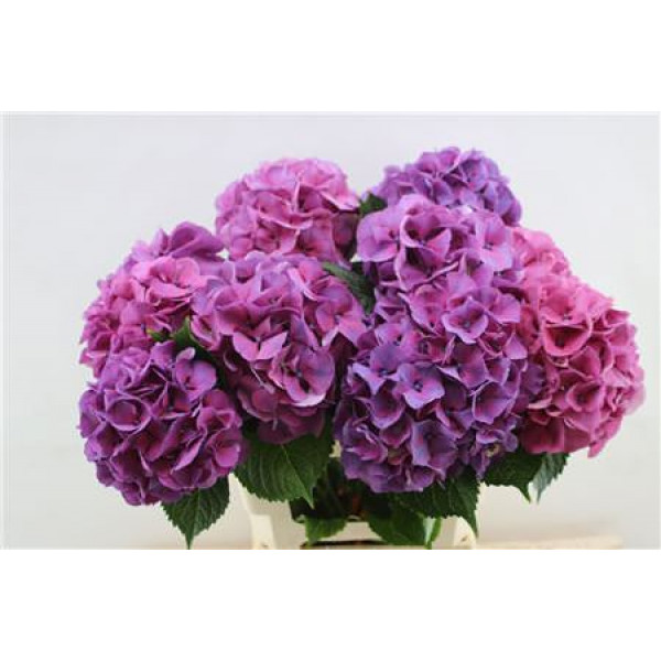 Hydrangea M Sibilla Purple 60cm 60cm A1