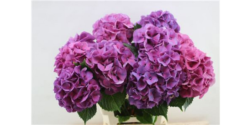 Hydrangea M Sibilla Purple 60cm 60cm A1