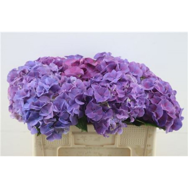 Hydrangea M Sibilla 50-20 DUTCH 50cm A1