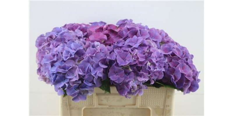 Hydrangea M Sibilla 50-20 DUTCH 50cm A1